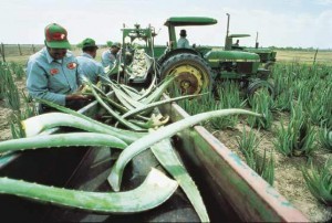 harvesting aloe vera